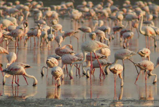 Kutch Desert Wildlife Sanctuary Kutch - Places to Visit in Kutch